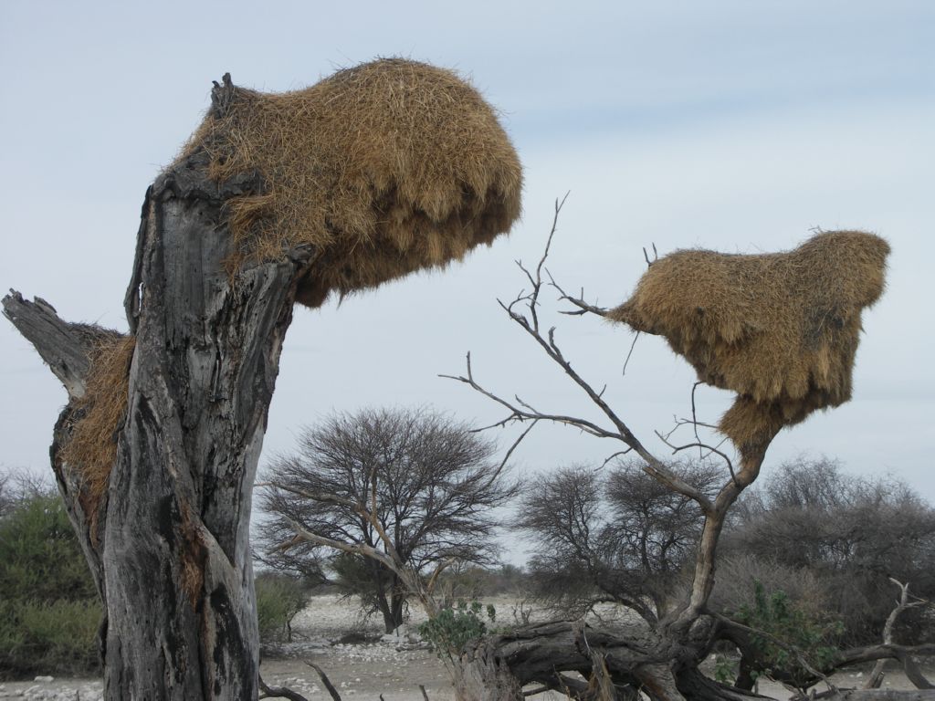 etosha 
